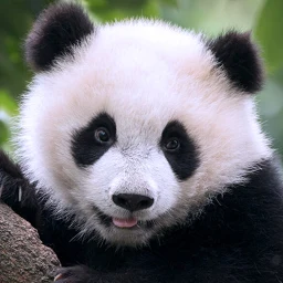 Ícone de The Panda